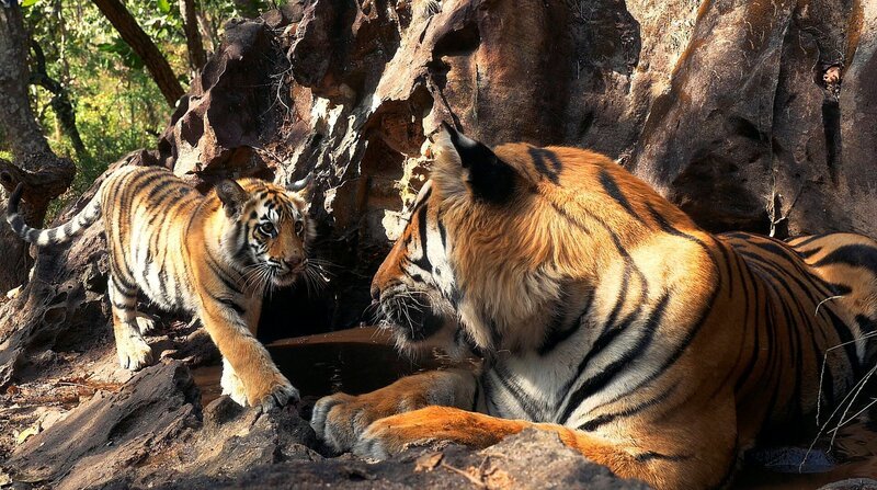 Ein wohl noch nie gefilmter Moment: ein kleines Tigermädchen trifft unverhofft auf ihren Vater, der sich in seinem Lieblingspool abkühlt. – Bild: BBC NHU/​BR/​WDR