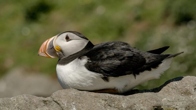 Das Gestein der Lewis-Gneis ist die Grundsubstanz der Insel. Den Seevögeln bietet das robuste Gestein Lebensraum und Schutz. – Bild: ZDF