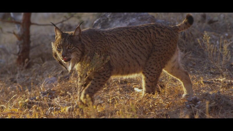 Rotluchs – Bild: RTL /​ Into the Wild Productions