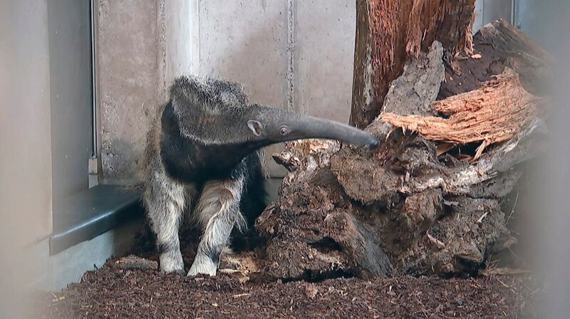 Ameisenbär-Dame Ines aus dem Frankfurter Zoo ist bei ihrer Ankunft noch etwas schüchtern. – Bild: HR