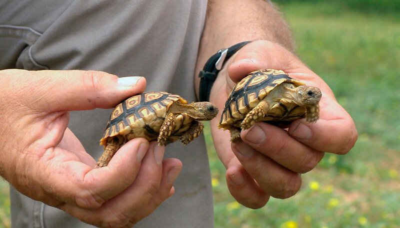 ARD/​SWR DAS WAISENHAUS FÜR WILDE TIERE FOLGE 98, „Abenteuer Afrika“, am Donnerstag um 16:10 Uhr im ERSTEN. Alfred Schleicher entlässt Pantherschildkröten in die Freiheit. – Bild: SWR/​Harald Mittermüller