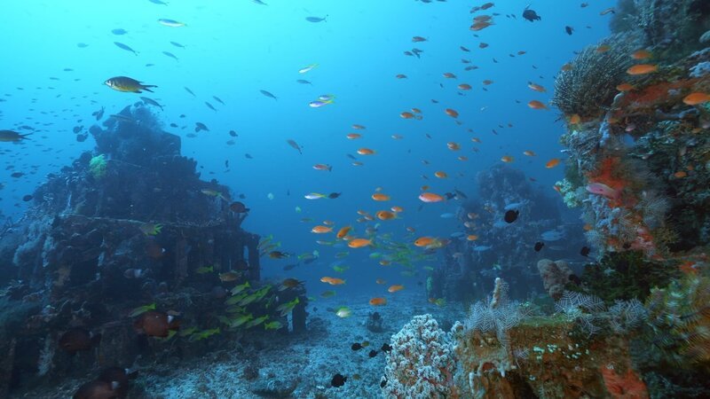 Naturschutz unter Wasser: Bedrohte Korallenarten werden auf künstlichen Riffen wieder angesiedelt. – Bild: ZDF und © 2021