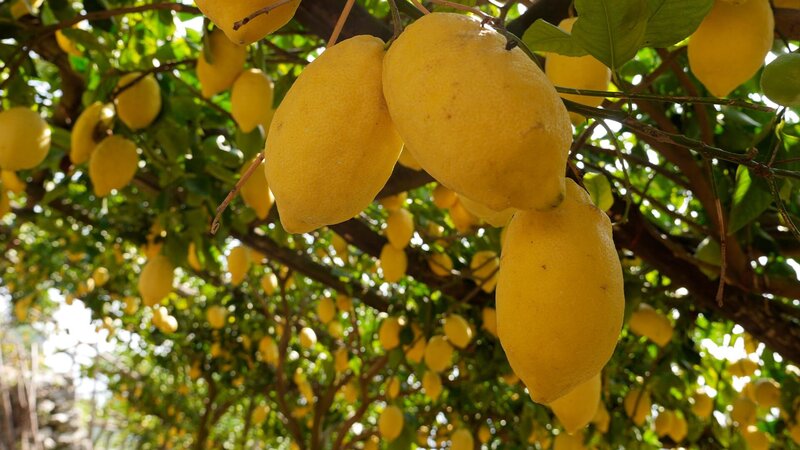 Zitronenbaum – Bild: xplore