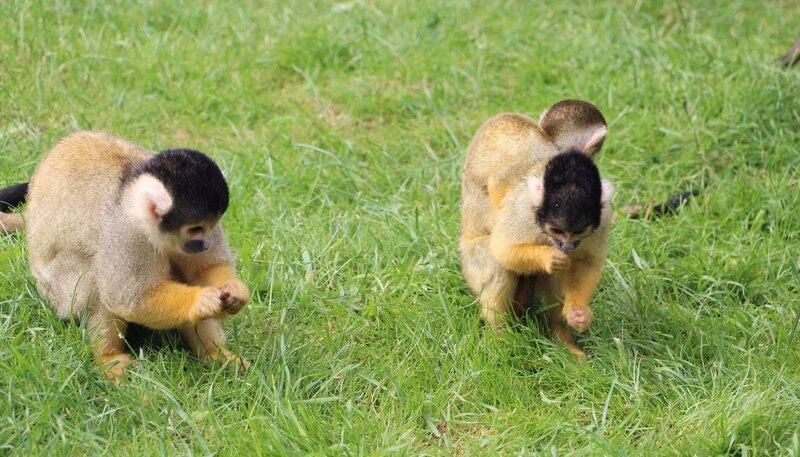 Totenkopfäffchen. – Bild: SWR/​Christian Neumann