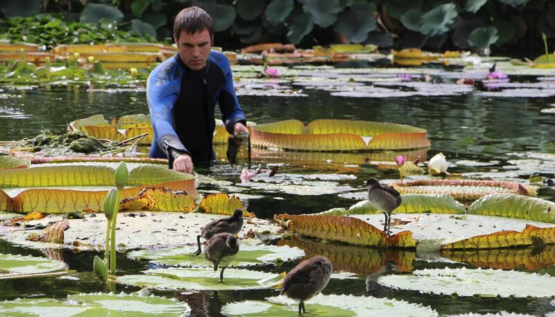 Seerosenteichreinigung mit Marcus Hoffmann. – Bild: SWR/​Christian Neumann