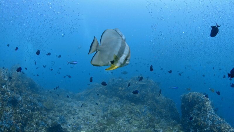 Der silberne Fledermausfisch ist ständig hungrig und frisst praktisch ohne Pause. Sein bevorzugter Lebensraum sind die nahrungsreichen Strömungen an den Küsten Balis. – Bild: ZDF und © 2021