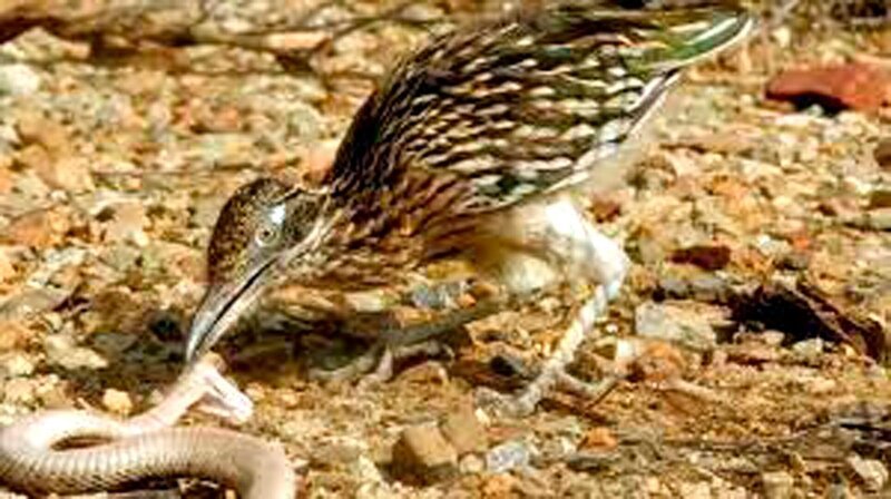 Der Wegekuckuck, auch in Deutschland eher unter seinem amerikanischen Namen Roadrunner bekannt, jagt und erlegt sogar Giftschlangen. – Bild: phoenix/​ZDF/​National Geographic Crea