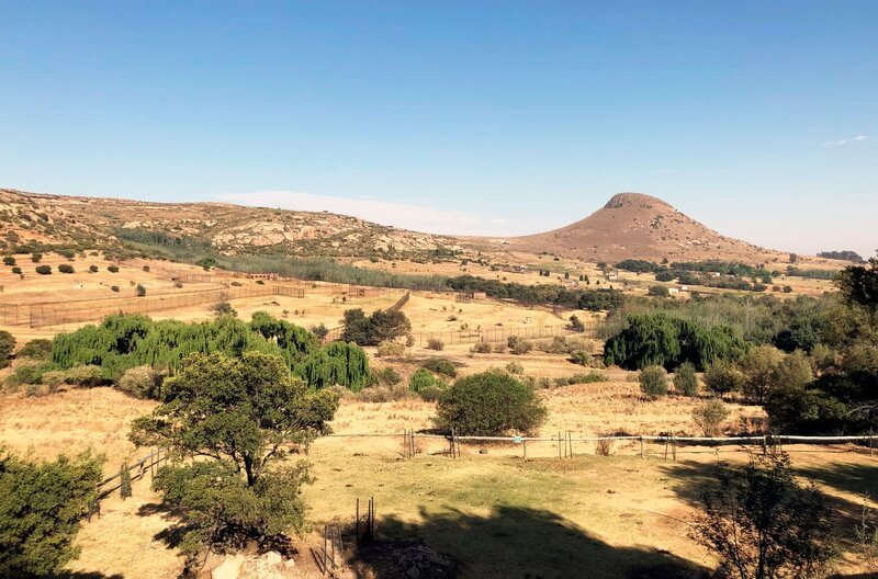 In Südafrika baute die Tierschutzorganisation „Vier Pfoten“ eine riesige Auffangstation für geschundene Raubkatzen. – Bild: SWR/​DOCMA TV/​Christian Ehrlich