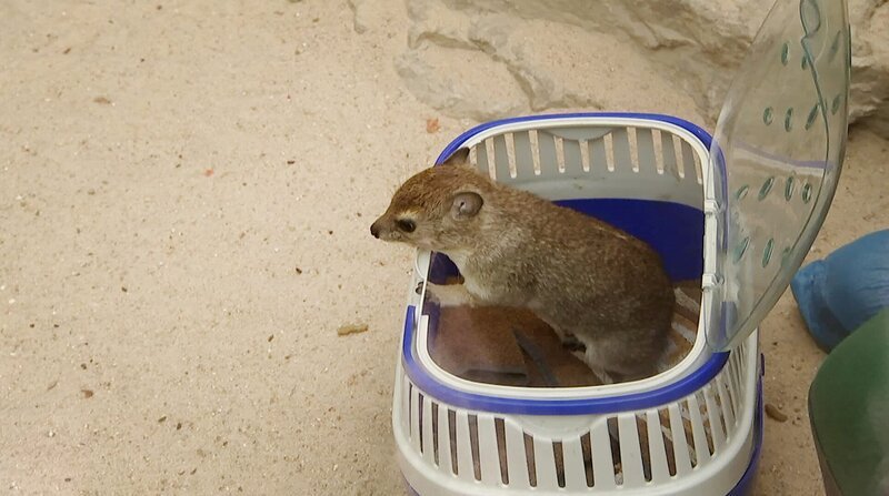 Buschliefer Baby Tajo im Kronberger Opel-Zoo. – Bild: BR/​HR