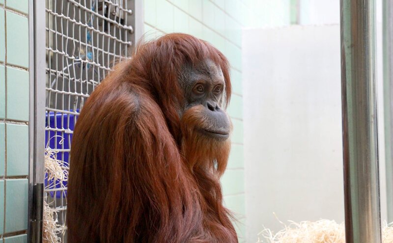 Orang Utan. – Bild: SWR/​Christian Neumann