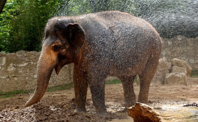 Tierarzt Dr. Tobias Knauf- Witzens hat heute eine heikle Mission: Die Elefantendamen Parma und Zella werden per Ultraschall nach Zysten in der Gebärmutter untersucht. Der Tierarzt hofft natürlich, dass  er nichts Schlimmes bei den Dickhäutern entdeckt. – Bild: SWR/​Christian Neumann