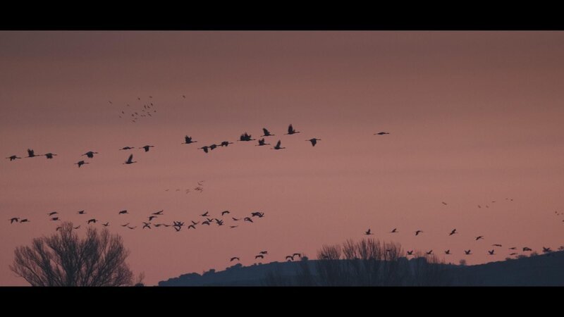 Vogelschwarm – Bild: RTL /​ Into the Wild Productions