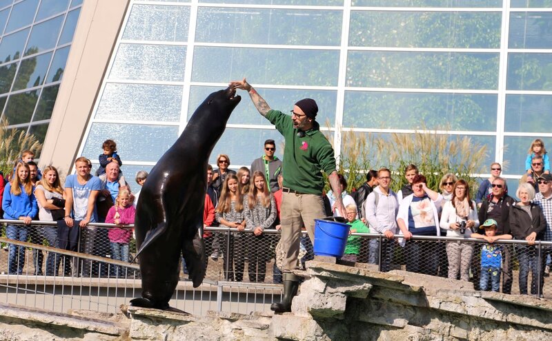 Einmal pro Woche wird das Seelöwen-Becken gereinigt. 270.000 Liter Wasser werden dafür abgelassen und wieder aufgefüllt – ein Tag voller Arbeit für Tierpfleger Stefan. Kollegin Lesley hält währenddessen die Seelöwen im Innengehege mit Brot und Spielen bei Laune. – Bild: SWR/​Christian Neumann