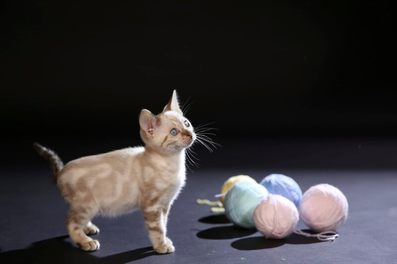 Katze – Bild: Plimsoll Productions