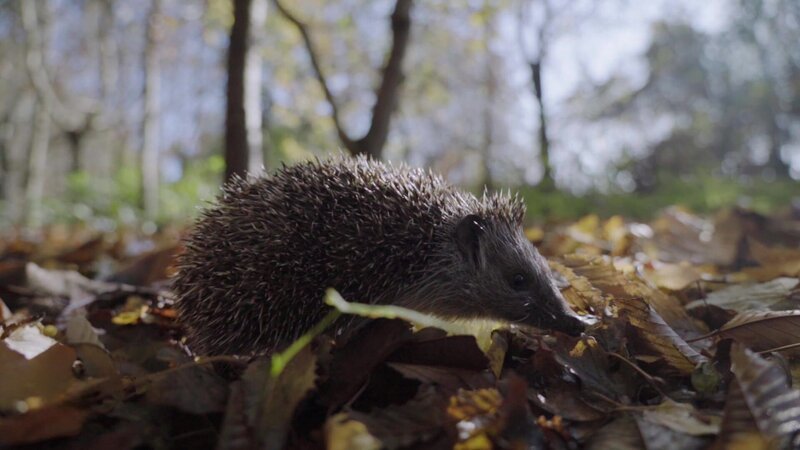 Igel – Bild: @Red Bull Media House/​ServusTV