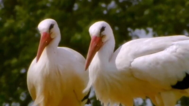 Das Storchenpaar Stina und Sören – Bild: ZDF/​Zia Ziarno