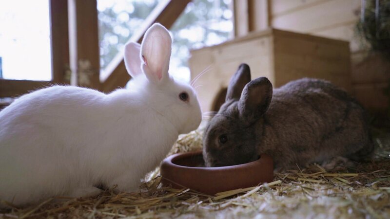 Zwei Kaninchen – Bild: @Red Bull Media House/​ServusTV