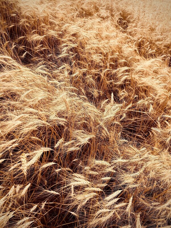 Nelson Müllers Weizen-Report – Bild: ZDF und Willy Weber