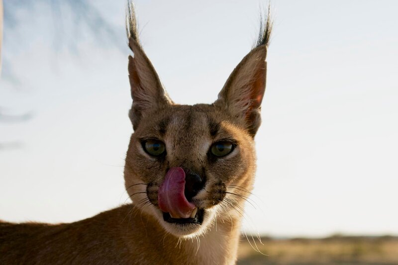 Bild: Plimsoll Productions