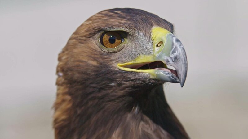 Steinadler – Bild: @Red Bull Media House/​ServusTV