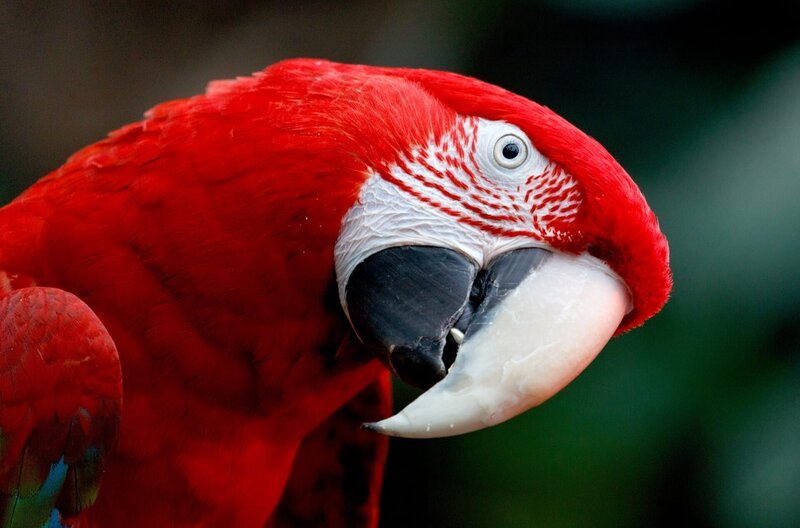 Zwar ist ihr Gehirn nur etwa so groß wie eine Walnuss, doch können Papageien wie dieser Scharlachara in Sachen kognitiver Leistung durchaus Menschenaffen und Delfinen das Wasser reichen. – Bild: Getty Images