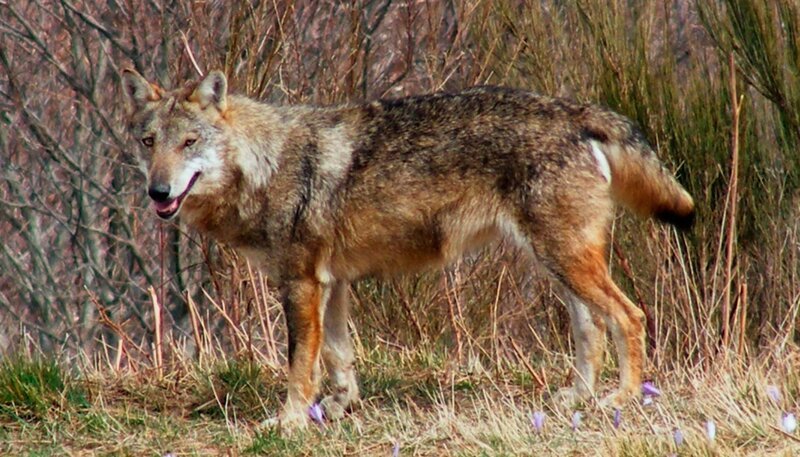 Ein italienischer Wolf. – Bild: BR/​Andrea Rüthlein
