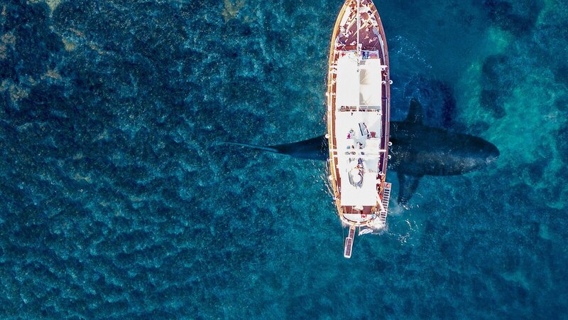 Hai unter dem Schiff – Bild: Discovery Communications /​ US KEY ART/​ Thunder Distribution