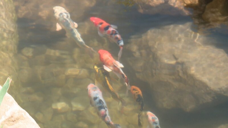 Japanese carp in the Yin and Yang pond. – Bild: PLURIMEDIA (Sharp Entertainment)