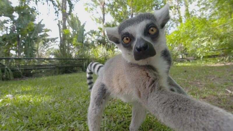 Lemur. – Bild: Animal Planet Lemur. – Bild: Animal Planet