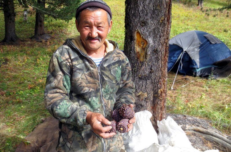 Für viele Familien ist das Wildsammeln der Zapfen eine überlebenswichtige Einnahmequelle. Doch die Bäume bilden in nur unregelmäßigen Abständen Zapfen aus. – Bild: MedienKontor/​Gordian Arneth