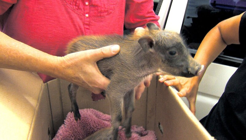 Eine Farmerin hat zwei mutterlose Warzenschweinbabys gefunden. – Bild: BR, SWR/​Dani Purer