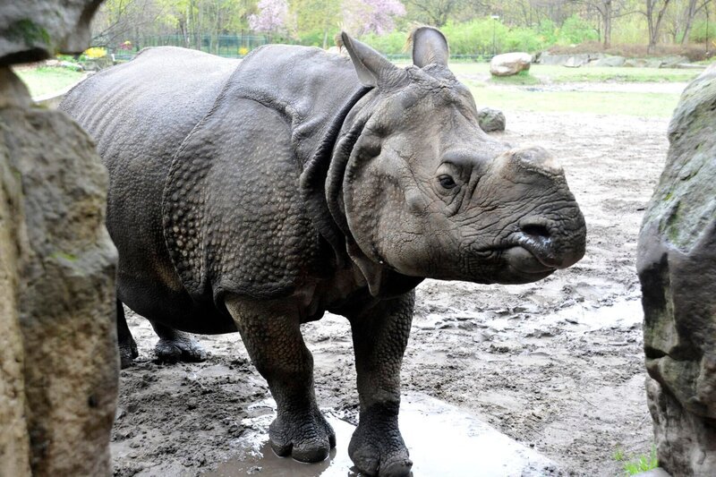 PANDA, GORILLA & CO., TEIL 229, „Geschichten aus dem Zoo Berlin und dem Tierpark Berlin“. Panzernashorn Betty – Bild: rbb/​Thomas Ernst