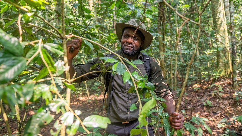 Dwayne Fields bahnt sich einen Weg durch den Wald in Gabun, indem er das Laub mit einer Machete abschlägt. – Bild: SRF/​NGC NETWORK US, LLC /​ Harry Palmer