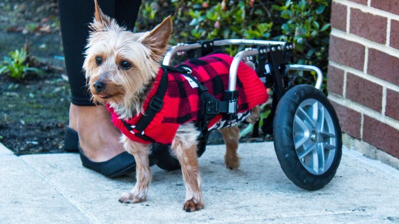 Twix is in the wheelchair. – Bild: Discovery Communications