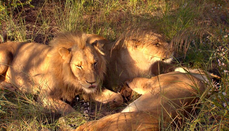 Die Löwen Angie, Shilo und Zee sind gefährliche Raubtiere, aber auch durch und durch Schmusekatze, wenn Pfleger Frikkie ins Gehege tritt. Er hat das Trio aufgezogen und wird innig geliebt. – Bild: SWR/​Harald Mittermüller