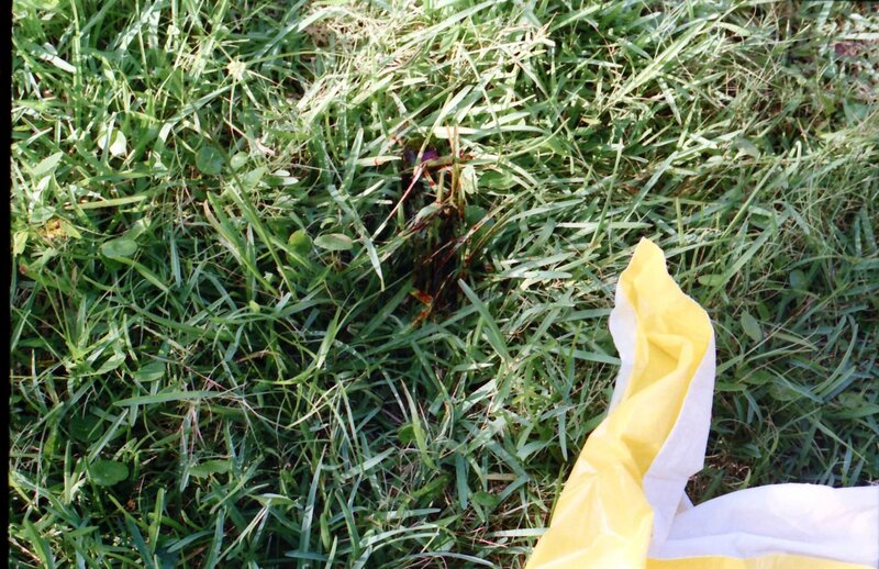 Blut im Gras – Bild: abacus ZLW /​ © Crime + Investigation /​ Peninsula Television 2022