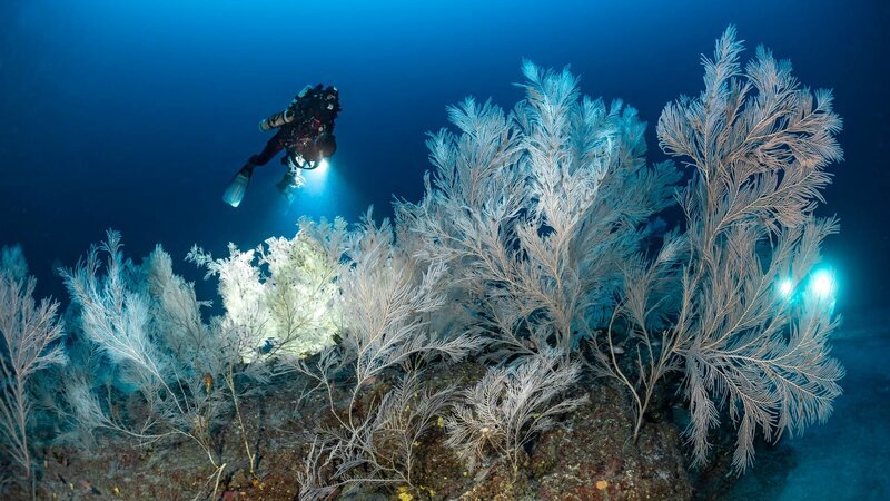 In den Gewässern nördlich von Korsika wurden in 120 Meter Tiefe Hunderte riesiger Korallenatolle entdeckt. Meeresbiologe, Taucher und Unterwasserfotograf Laurent Ballesta und sein Team untersuchen, woher diese merkwürdigen Formationen kommen. – Bild: Laurent Ballesta/​Andromède Océanologie/​Gombessa Expeditions