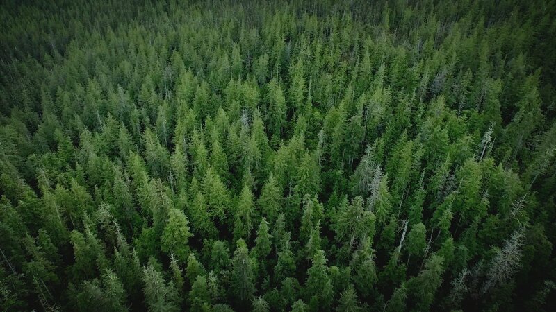 PORT PROTECTION, ALASKA- The treetops of Port Protection. (Photo Credit: National Geographic Channels/​Jesse Phinney) – Bild: Copyright © The National Geographic Channel.