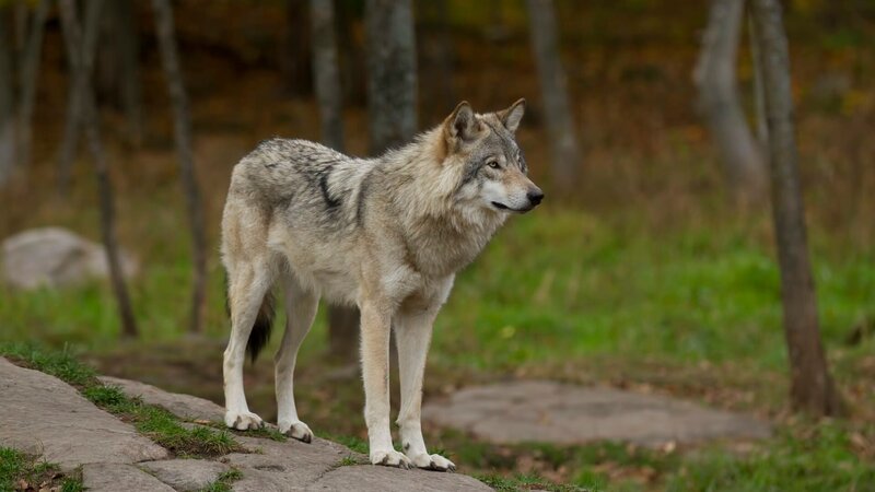 Wolf. – Bild: Not Released (NR)/​Jim Cumming