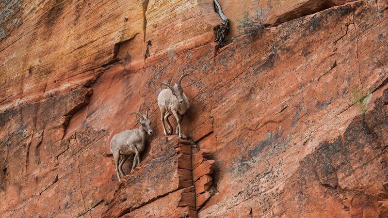 Climbing Goats – Bild: Garret Suhrie/​Cavan Images/​Cavan Images