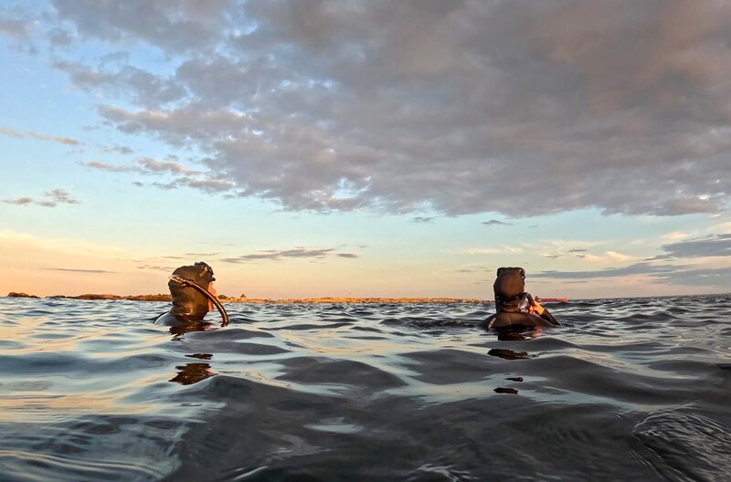 Knapp 18 Kilometer vor Bornholm gibt es die Möglichkeit in den Abendstunden zusammen mit Robben zu schnorcheln. – Bild: NDR/Anna-Lena Storm Knapp 18 Kilometer vor Bornholm gibt es die Möglichkeit in den Abendstunden zusammen mit Robben zu schnorcheln. – Bild: NDR/Anna-Lena Storm