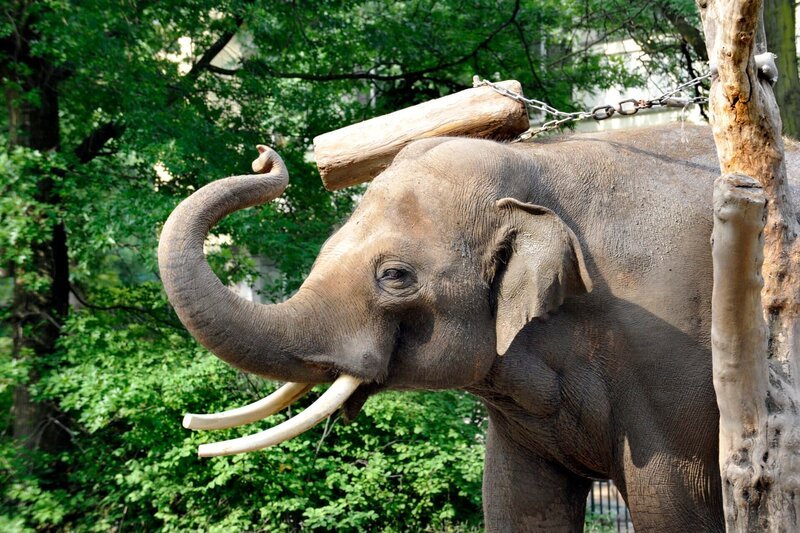 ARD/​rbb PANDA, GORILLA & CO., TEIL 225, Geschichten aus dem Zoo Berlin und dem Tierpark Berlin, am Dienstag (11.10.11) um 16:10 Uhr im ERSTEN. Elefantenbulle Victor – Bild: rbb/​Thomas Ernst