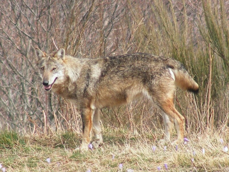 In den Bergen rund um das italienische Cuneo lebt ein Wolfsrudel, das viel von sich reden macht, denn der Nachwuchs wandert bevorzugt nach Norden in Richtung Bayern. So soll zum Beispiel der Wolf, jüngst überfahren vor Starnberg, aus diesem Rudel stammen. – Bild: BR/​Paolo Bongi
