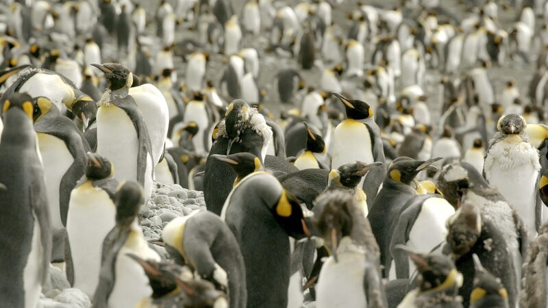 Königspinguine tauschen ihr Federkleid aus. – Bild: ZDF und arte/​Greenstone TV