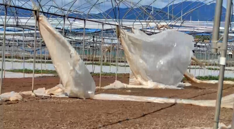 Sie inszenieren sich als heile Gegenwelt zur globalen Nahrungsmittelbranche, als Bio, regional und ehrlich: heimische Gemüse- und Gewürzproduzenten wie Adamah oder Sonnentor. Die Früchte der Erde stammen bei ihnen sozusagen aus dem eigenen Garten, und verkauft werden sie in sympathischen Hofläden oder gar zugestellt im urigen Holzkisterl. Doch beide Firmen handeln auch mit globalisierten Produkten, die entweder saisonal bedingt oder aber generell aus weit entfernten Teilen der Welt kommen – etwa Tomaten oder Kreuzkümmel, deren Provenienz im allgemeinen als sozial und klimabedingt überaus problematisch gelten. Im Bild: Salat-Anbaugebiet nahe Neapel, Italien. – Bild: ORF, Diego 5 / ORF/Diego 5 Sie inszenieren sich als heile Gegenwelt zur globalen Nahrungsmittelbranche, als Bio, regional und ehrlich: heimische Gemüse- und Gewürzproduzenten wie Adamah oder Sonnentor. Die Früchte der Erde stammen bei ihnen sozusagen aus dem eigenen Garten, und verkauft werden sie in sympathischen Hofläden oder gar zugestellt im urigen Holzkisterl. Doch beide Firmen handeln auch mit globalisierten Produkten, die entweder saisonal bedingt oder aber generell aus weit entfernten Teilen der Welt kommen – etwa Tomaten oder Kreuzkümmel, deren Provenienz im allgemeinen als sozial und klimabedingt überaus problematisch gelten. Im Bild: Salat-Anbaugebiet nahe Neapel, Italien. – Bild: ORF, Diego 5 / ORF/Diego 5