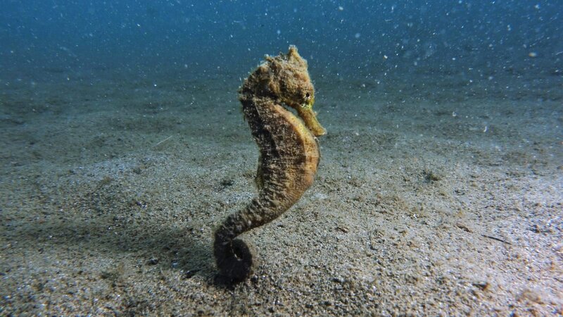 Seahorse. – Bild: Not Released (NR)/​Holly Patterson /​ EyeEm