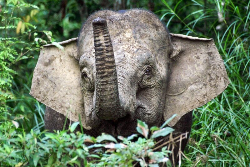 Die Borneo-Zwergelefanten kommen nur auf Borneo vor. Sie sind die größten Bewohner der Insel und inzwischen sehr selten. – Bild: ORF/​NDR Naturfilm/​Zorillafilm/​Thoralf Grospitz/​Jens Westphalen