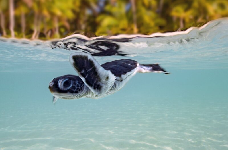 Raine Island im Norden des Great Barrier Reef ist der weltweit größte Nistplatz der Grünen Meeresschildkröte. – Bild: Biopixel