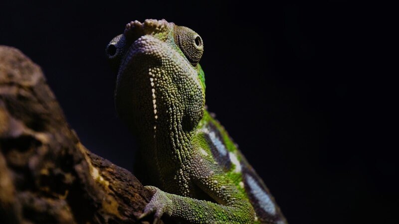 Madagaskar. Eine Insel außergewöhnlicher Landschaften – von riesigen Affenbrotbäumen bis zu Wäldern aus zerklüftetem Kalkstein. – Bild: Blue Ant International Limited /​ WeltN24 GmbH