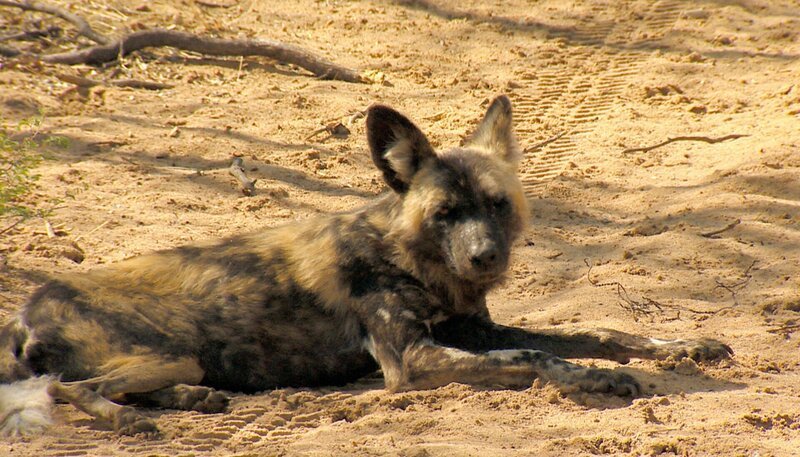 Das Team von Harnas ist erschüttert: Wildhund Blacky wurde von einem Nachbarrudel getötet. – Bild: BR/​SWR/​Harald Mittermüller